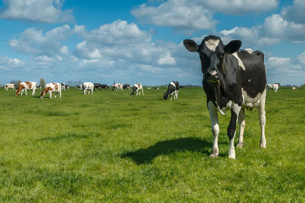 This cow has lunch covered