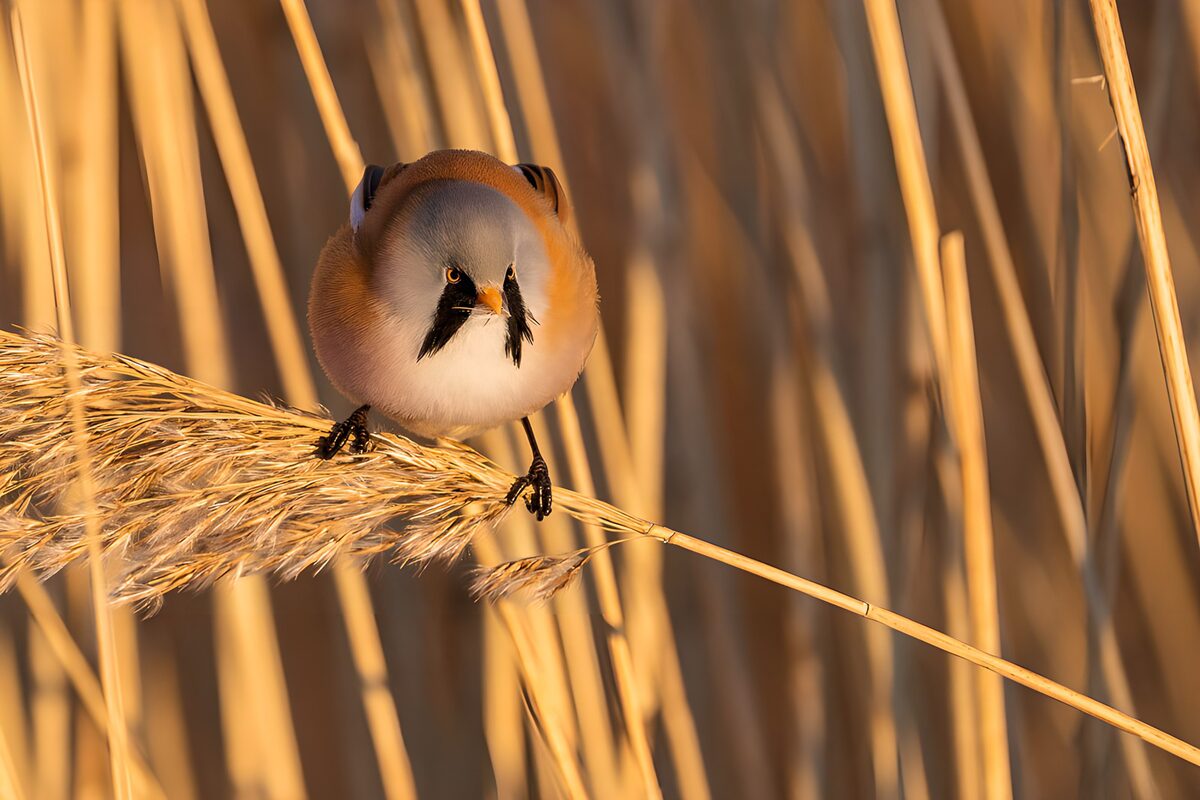 Bearded reedling on a sunlit reed
