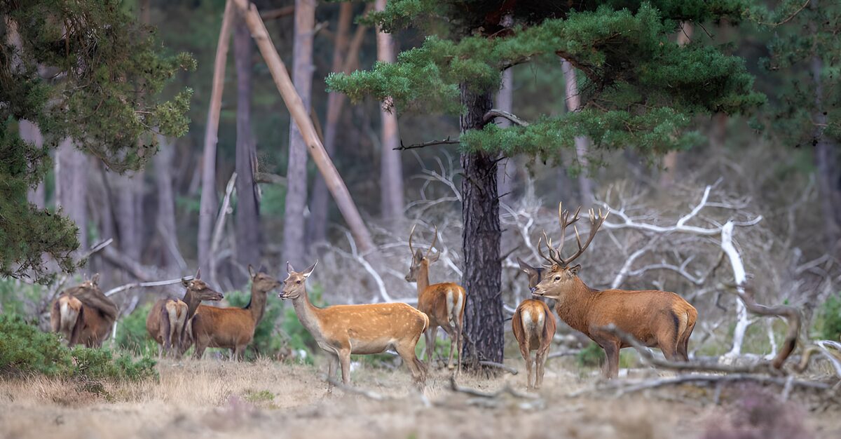 Deer herd in a quiet conifer wood