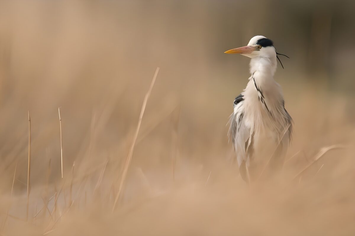 Grey heron among soft golden reeds