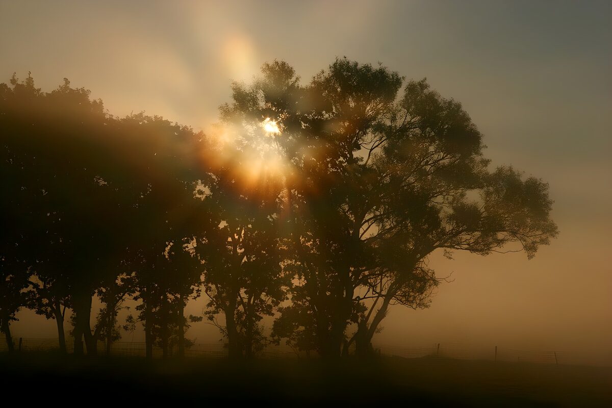 Tree silhouettes in golden morning mist