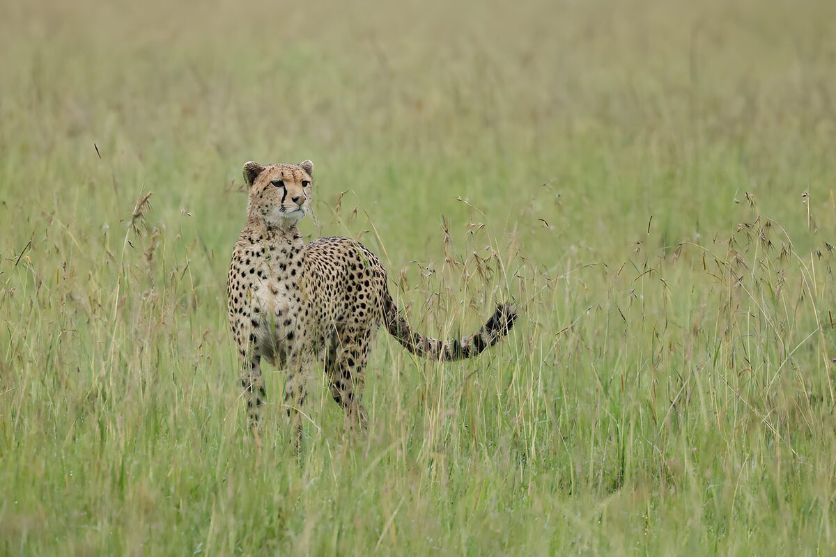 Cheetah in a sea of whispering grass