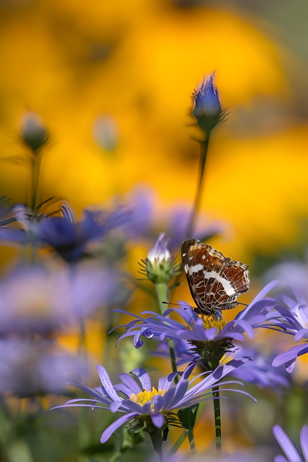 Butterfly on a sunlit purple aster