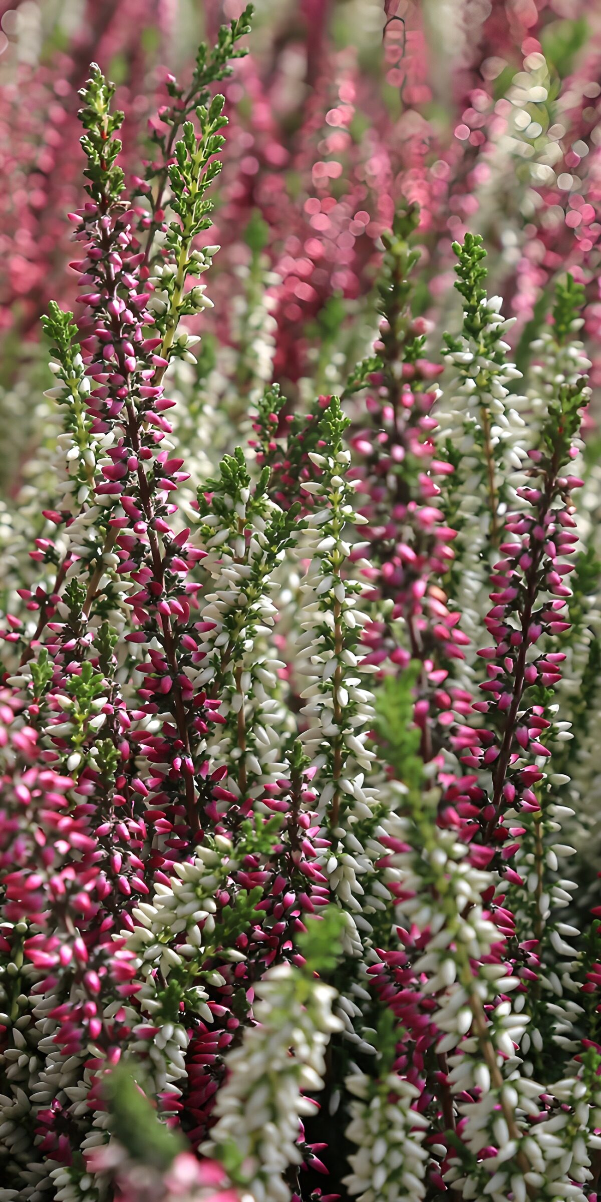 Pink and white heather in the sunlight