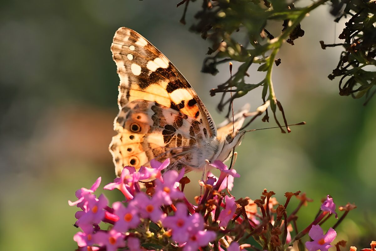 Butterfly wings in a blush of flowers