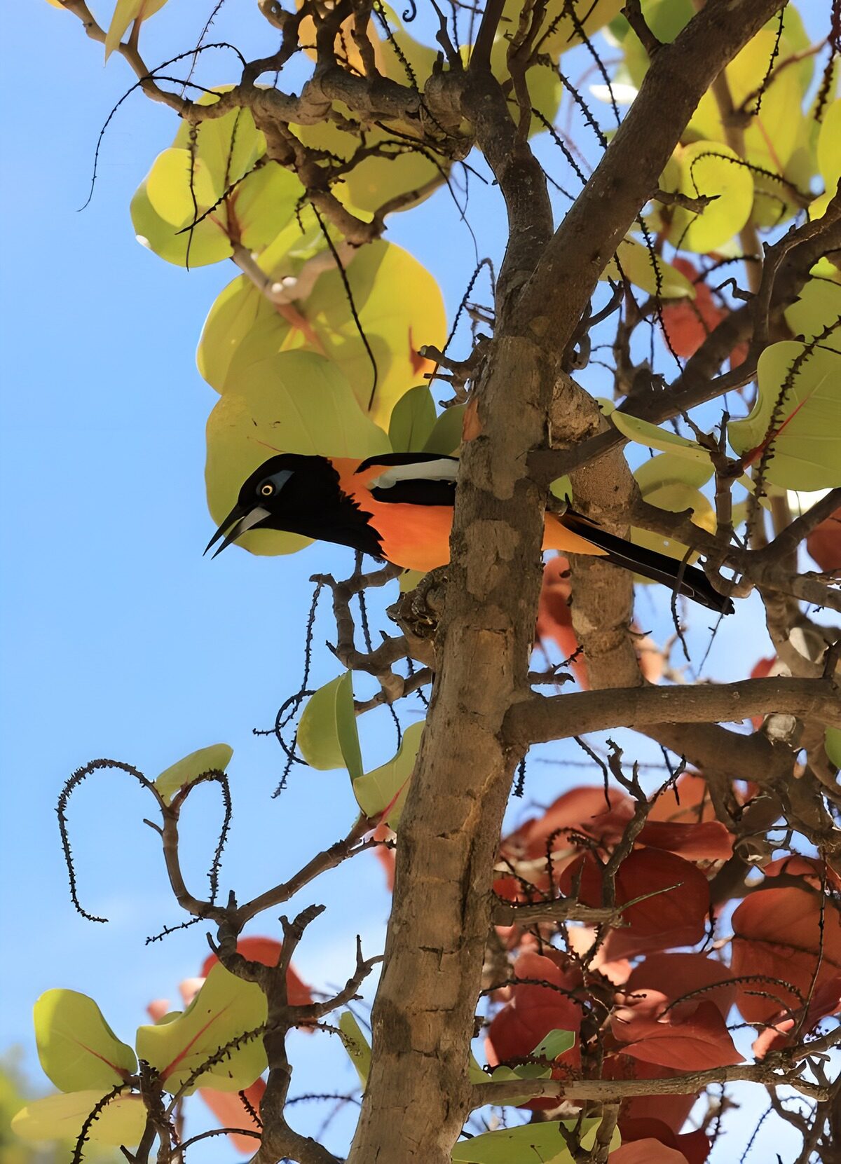 Orange-and-black bird in sunlit branches