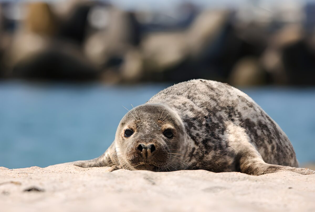 Seal resting beside blue water