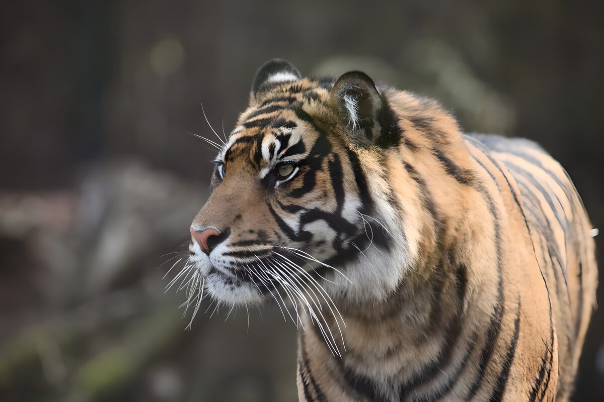 Watchful tiger in close-up