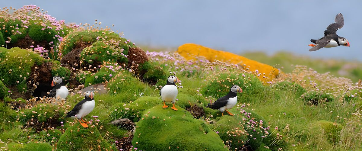 Puffins on a flower-strewn coast