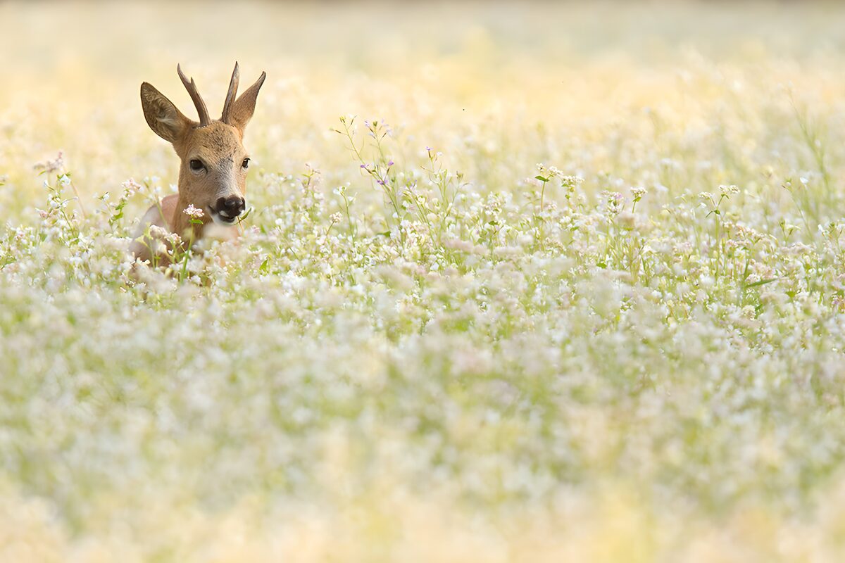 Watchful roe buck among meadow flowers