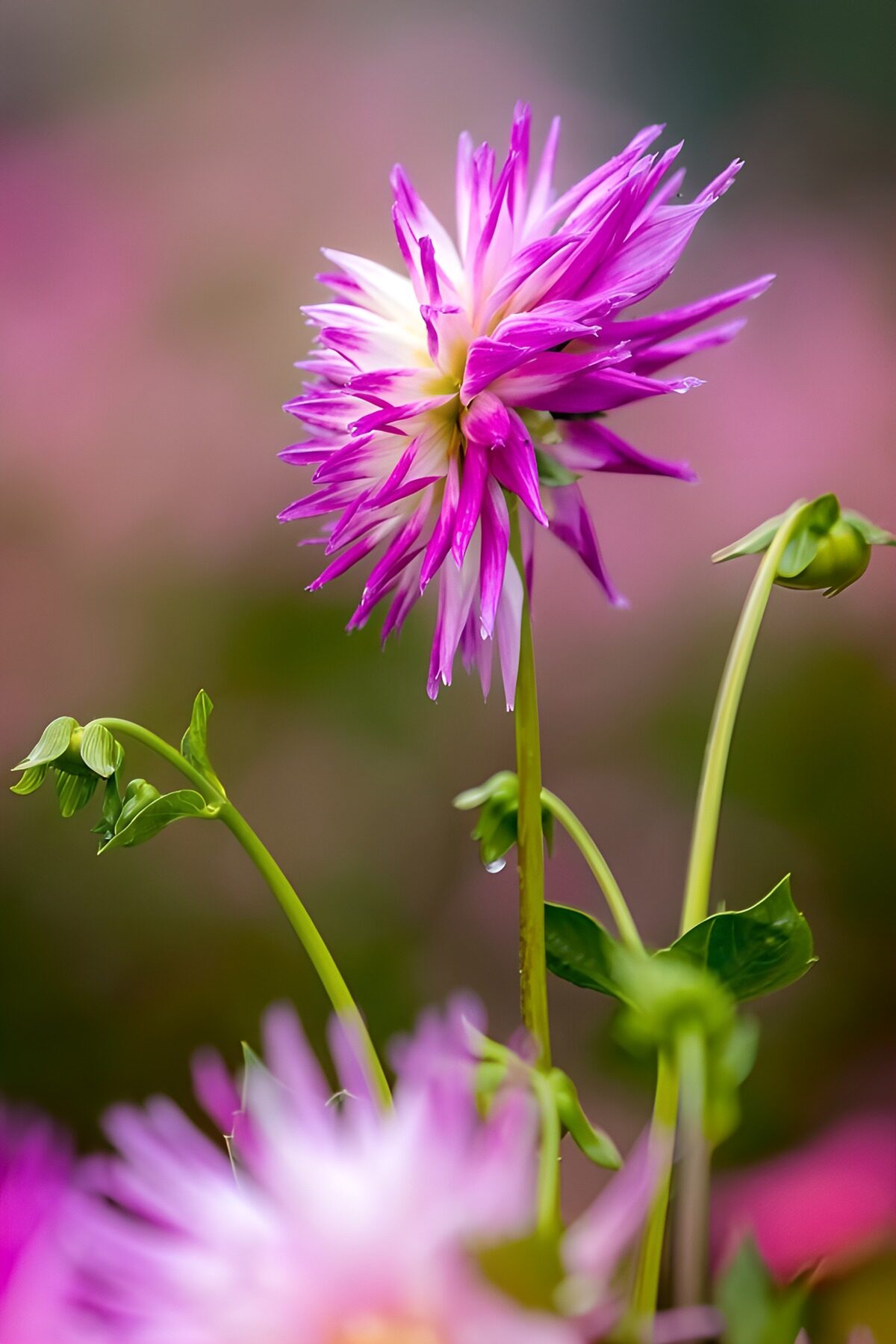 Pink dahlia above a cloud of petals