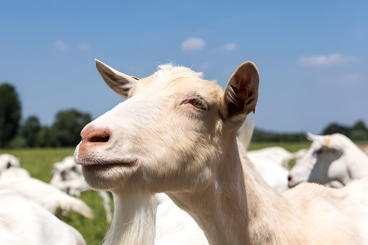 White goat in a sunlit pasture