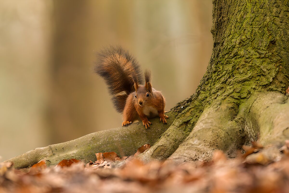 Red squirrel on a root in soft autumn light
