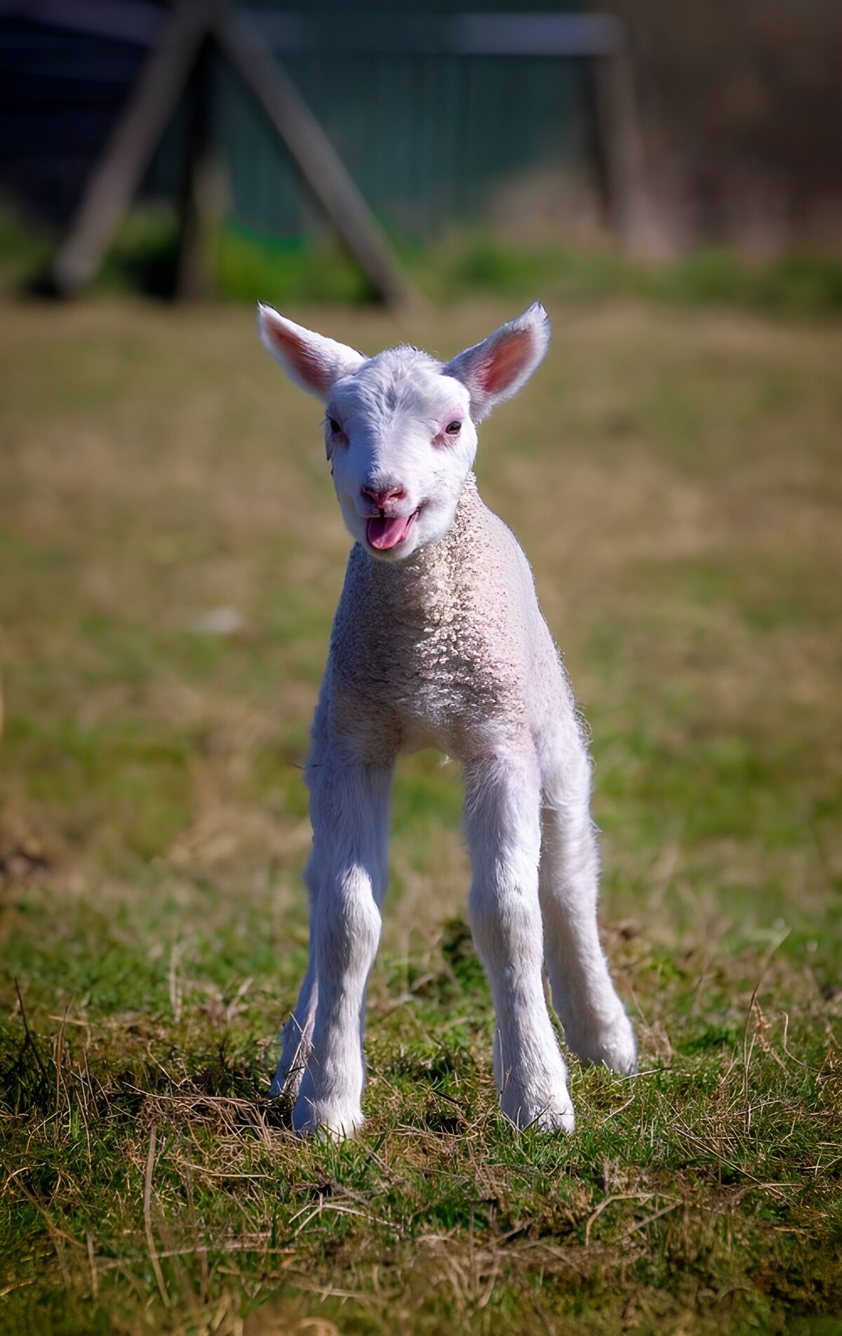 Sunlight caught in a lamb’s fleece