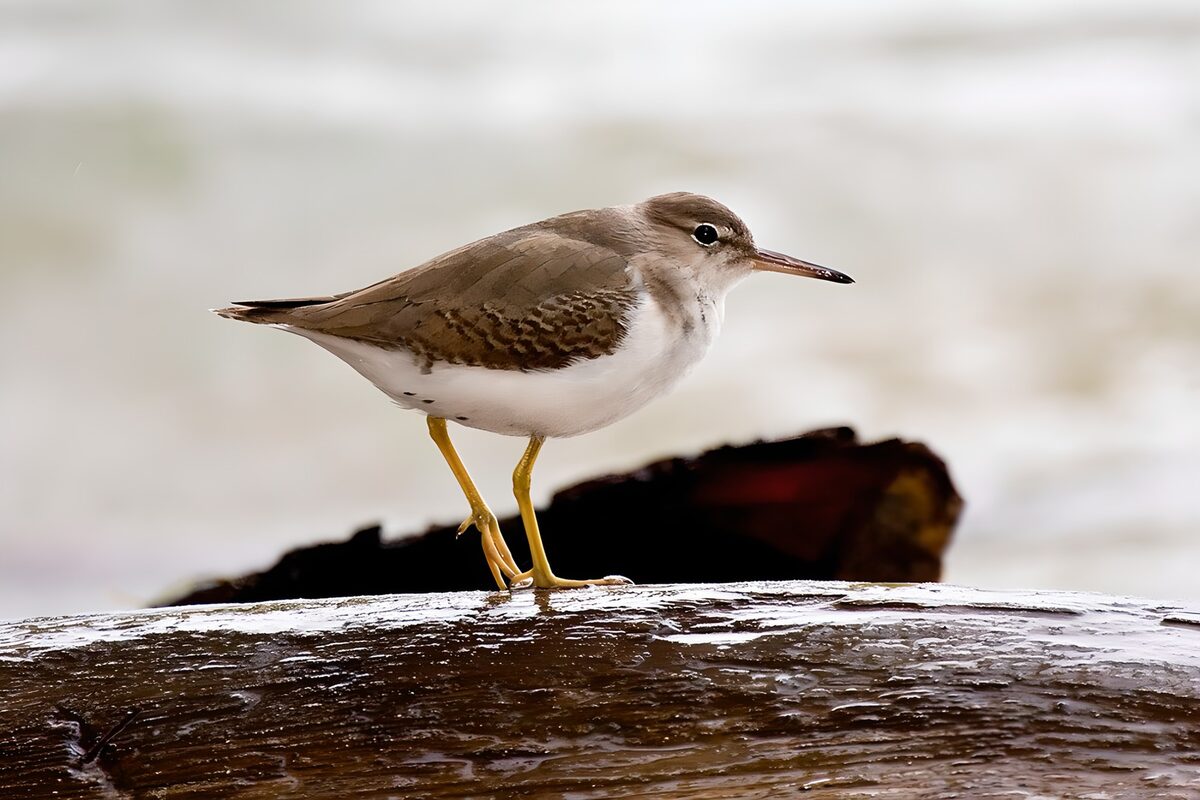 Sandpiper on a glistening log