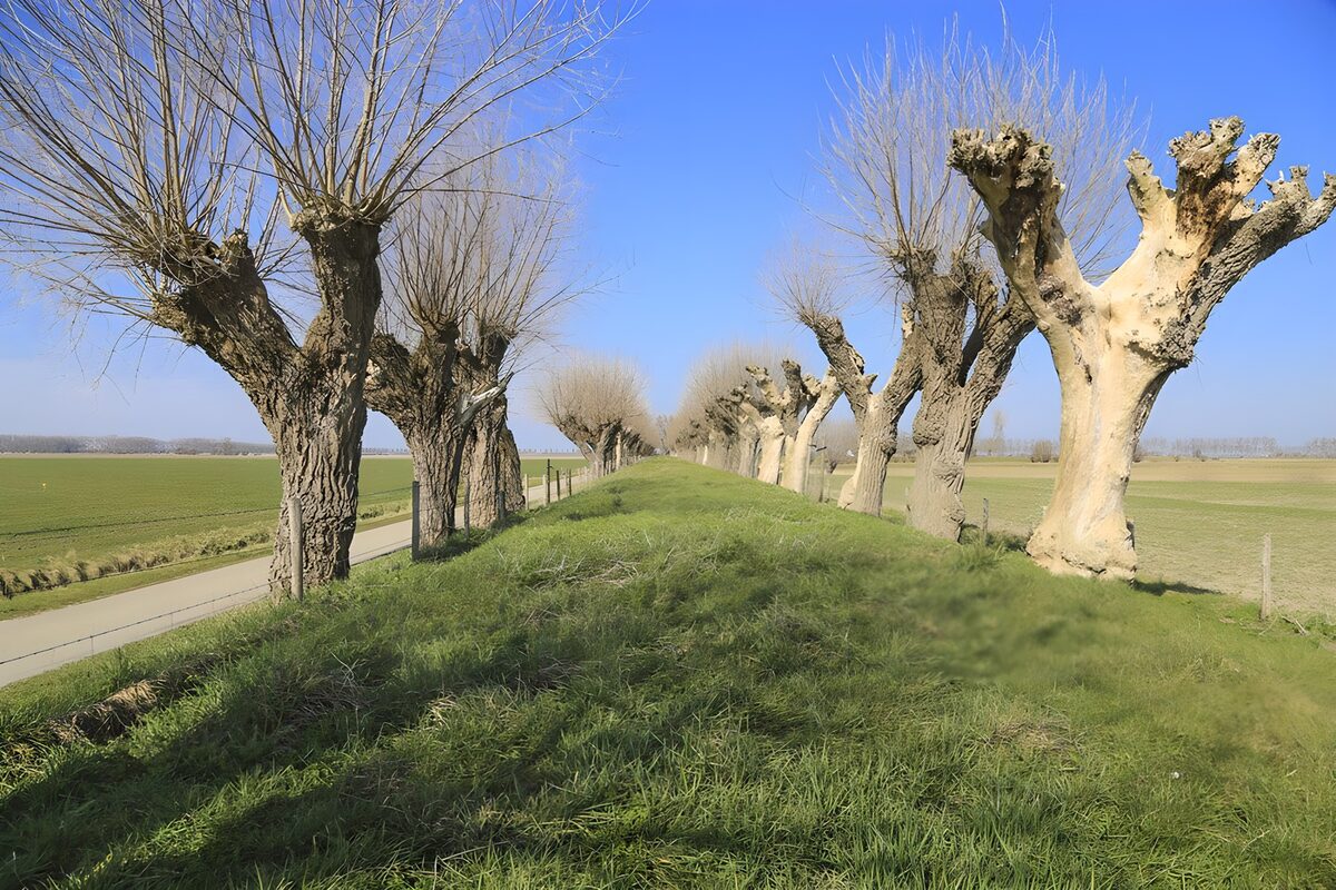 Pollarded willows in bright sunshine