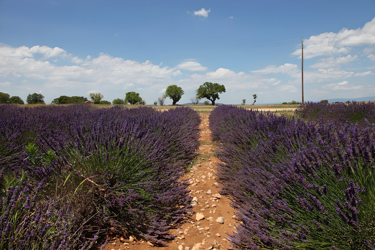 Lavender rows on a summer's day