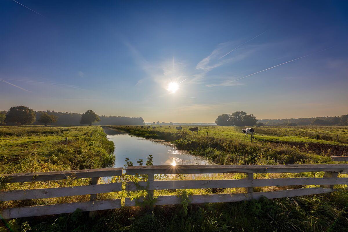 Cattle and a stream in golden light