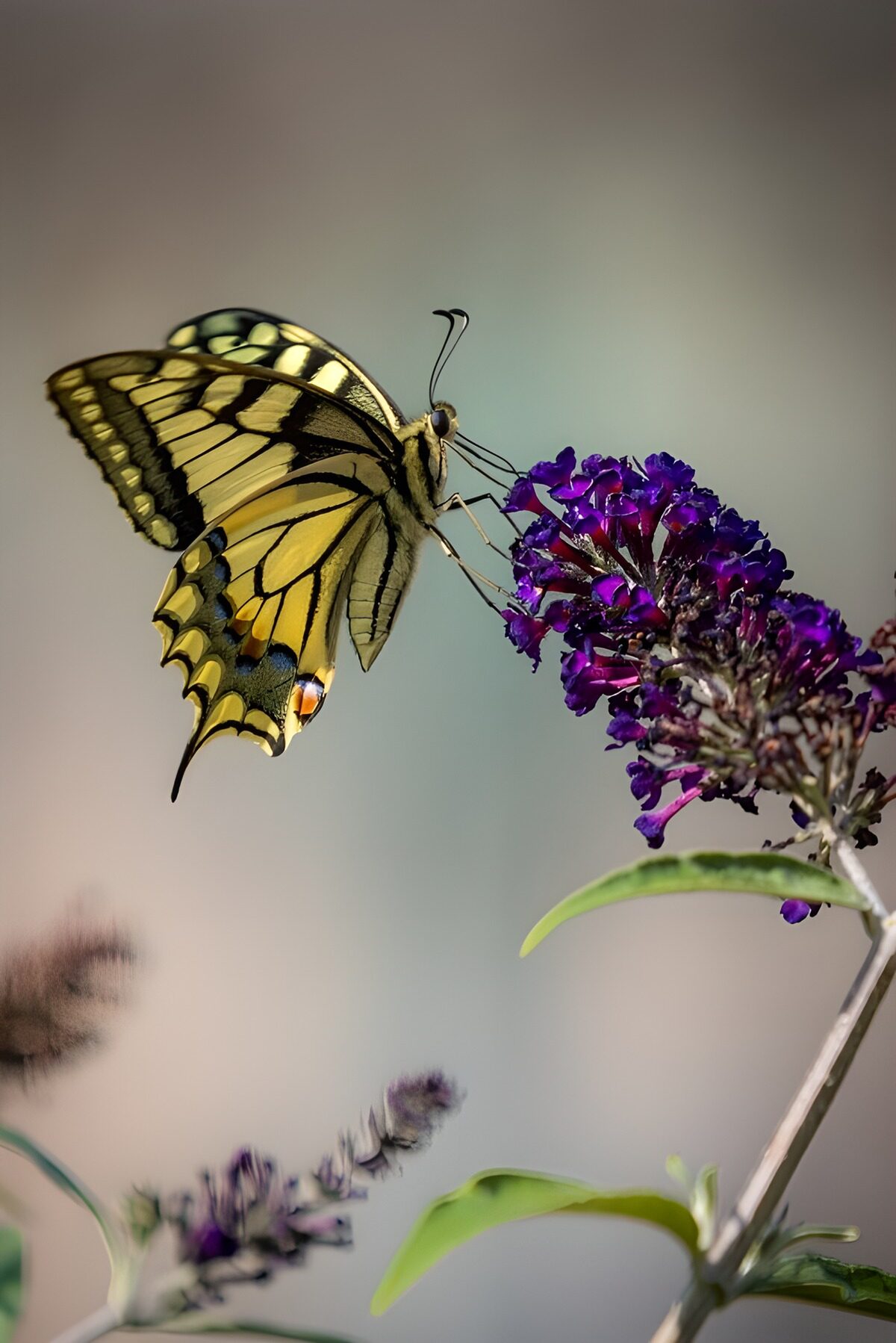 Yellow butterfly at rest on purple flowers