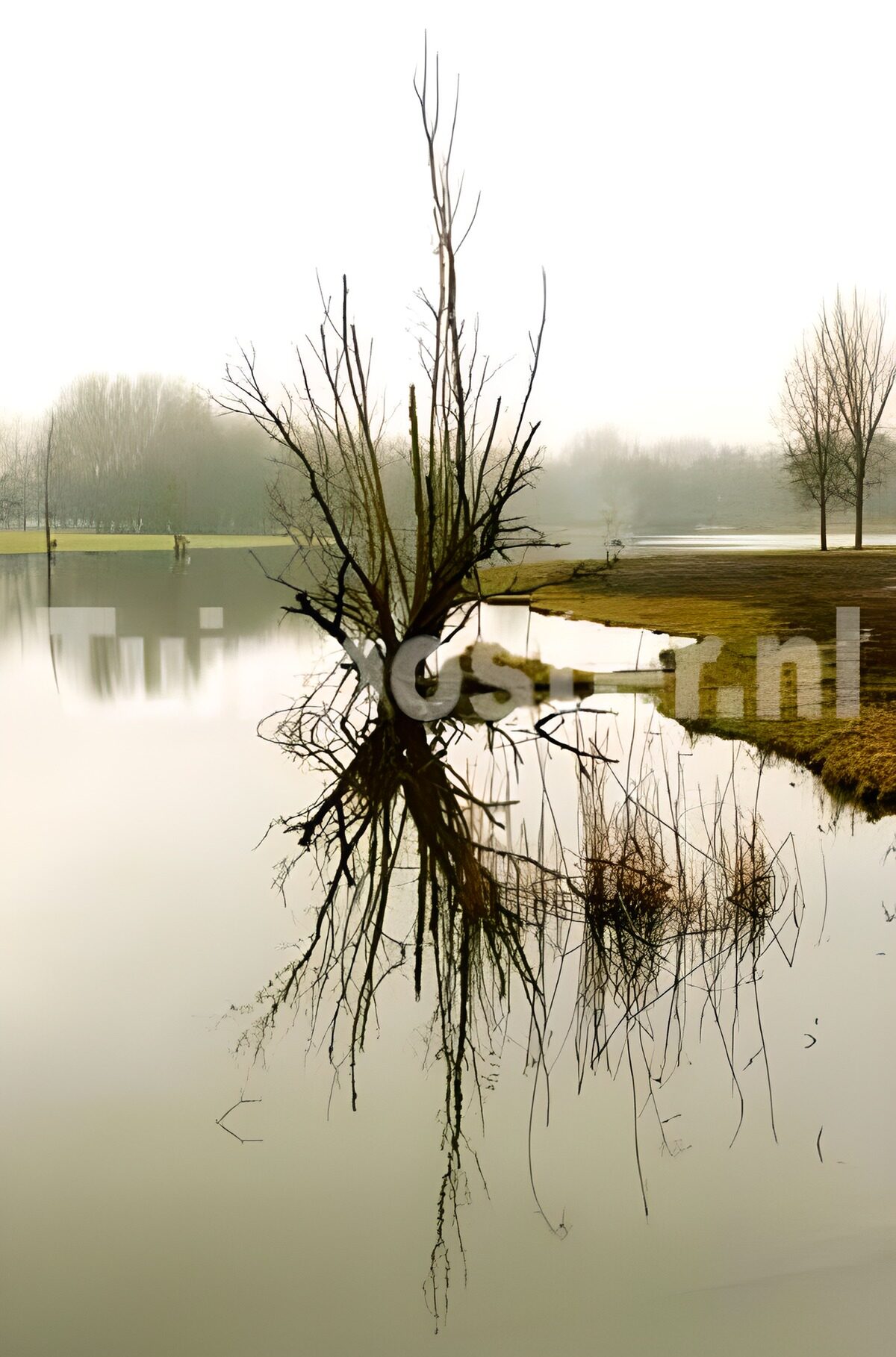Bare tree reflected in misty water