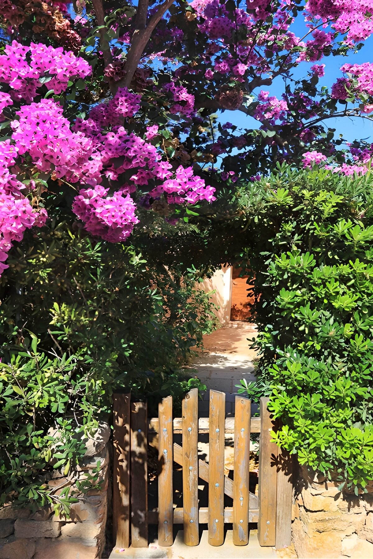 Sunlit wooden gate beneath pink blooms