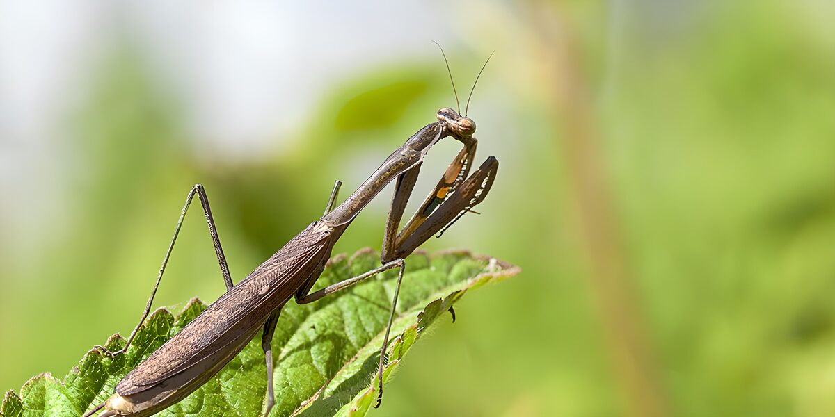 Brown praying mantis on a sunlit leaf