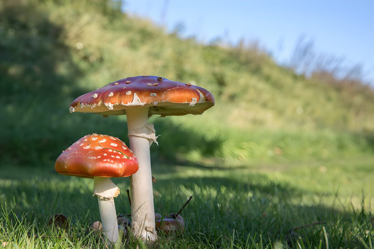 Two red mushrooms in a hush of green