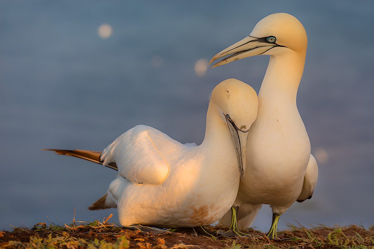 Two northern gannets in warm light