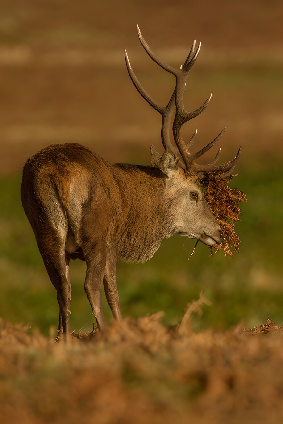 Red deer stag in warm light