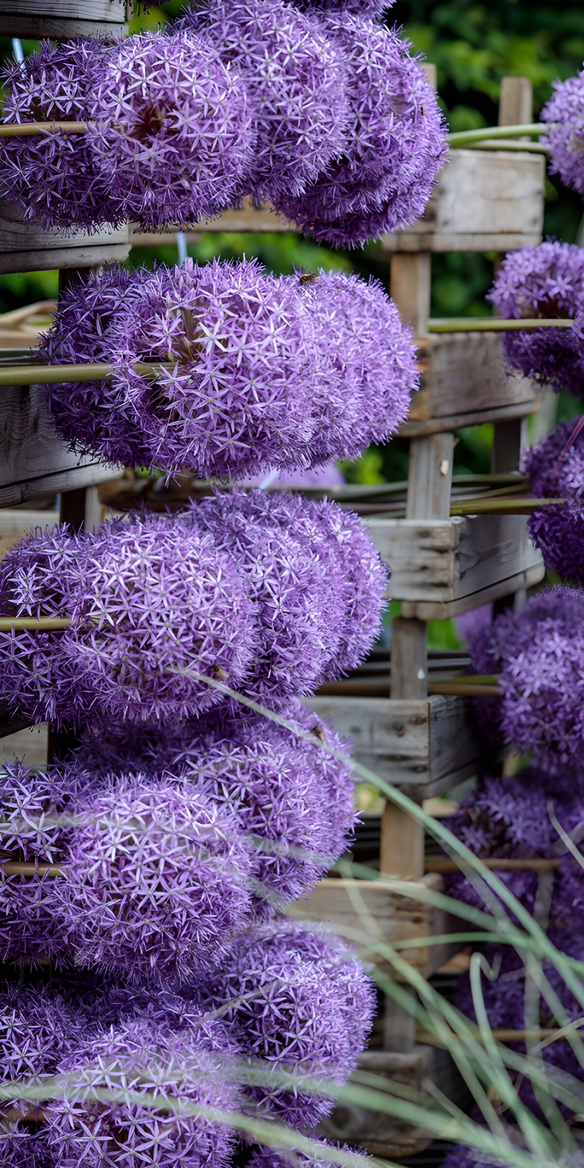 Purple alliums on weathered wood