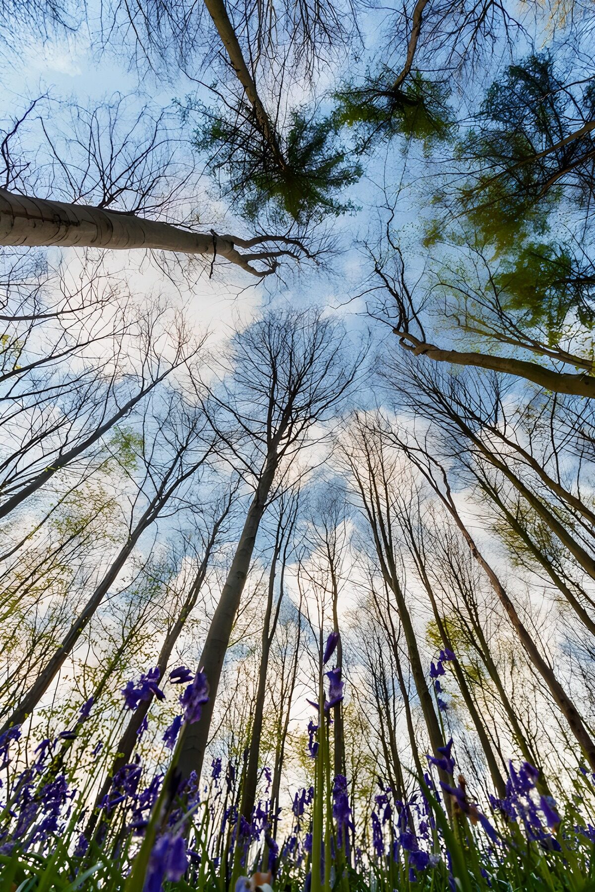 Bluebells beneath towering woodland trees