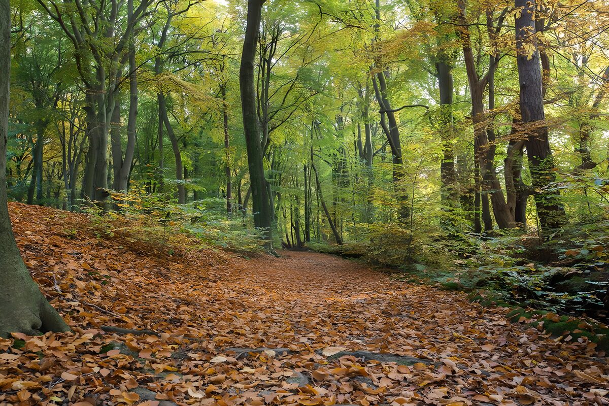 Autumn leaves on a quiet woodland path