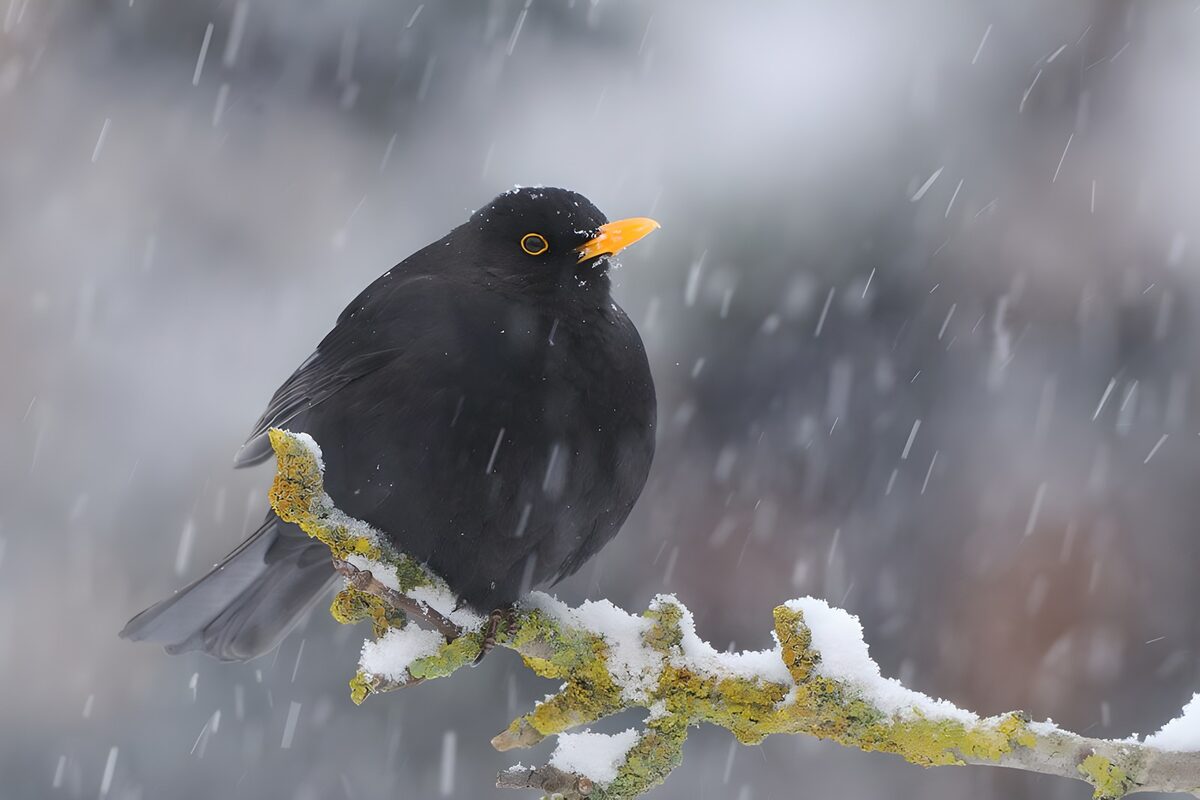 Blackbird on a snow-covered branch