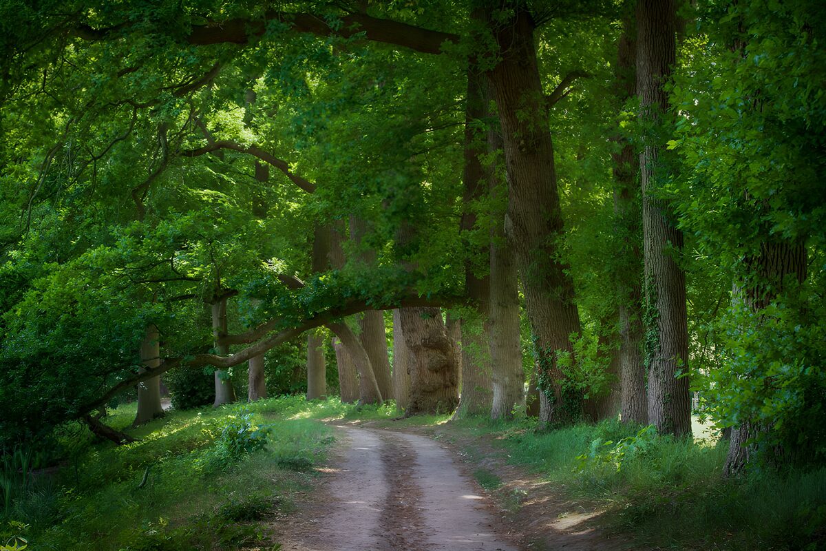 A winding woodland track in summer shade