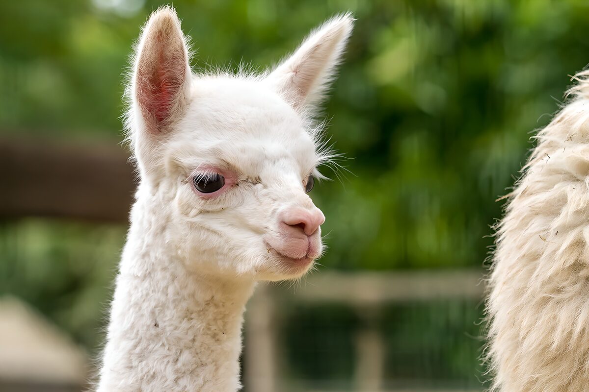 Young white alpaca, quietly curious