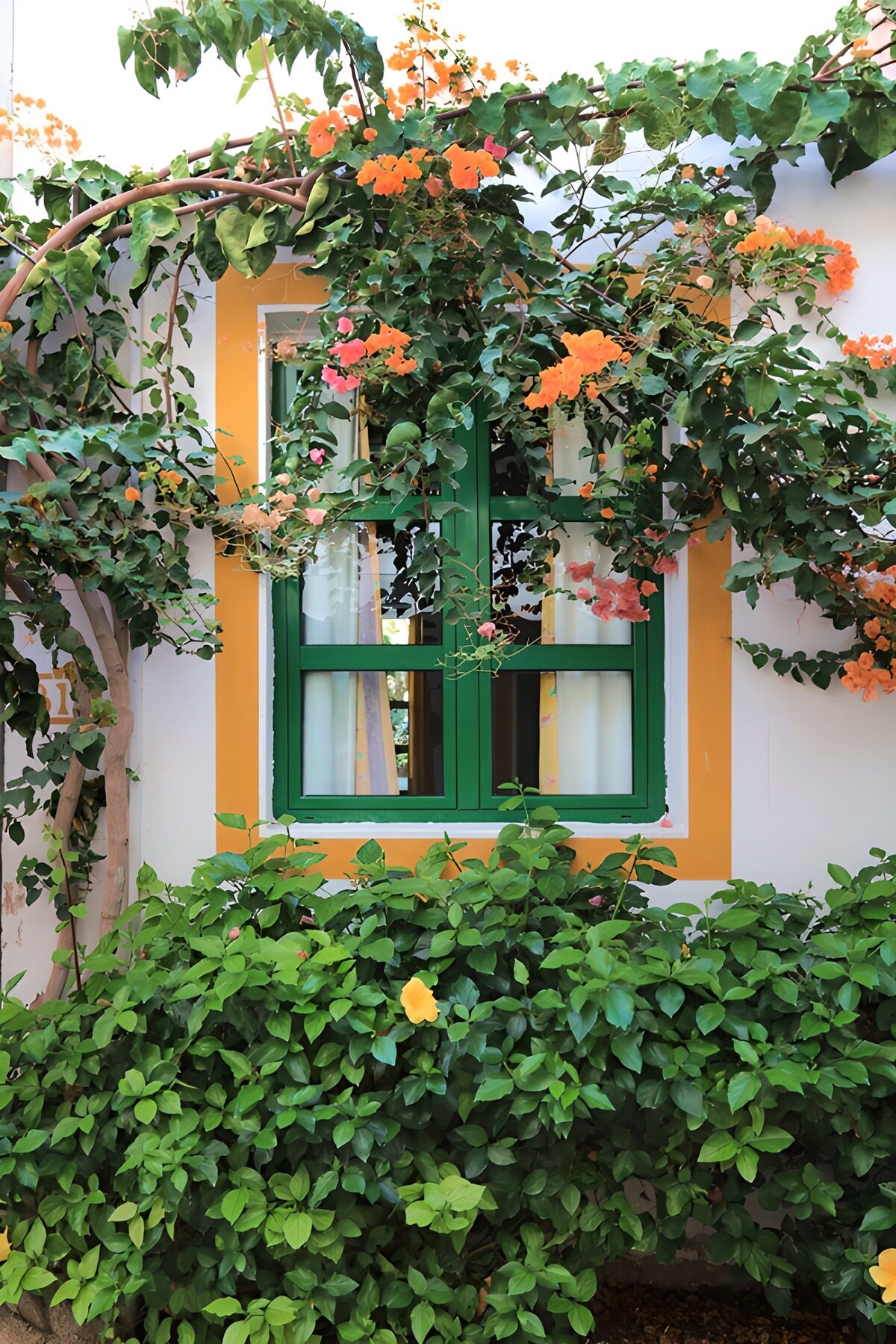 Green window wrapped in bougainvillea