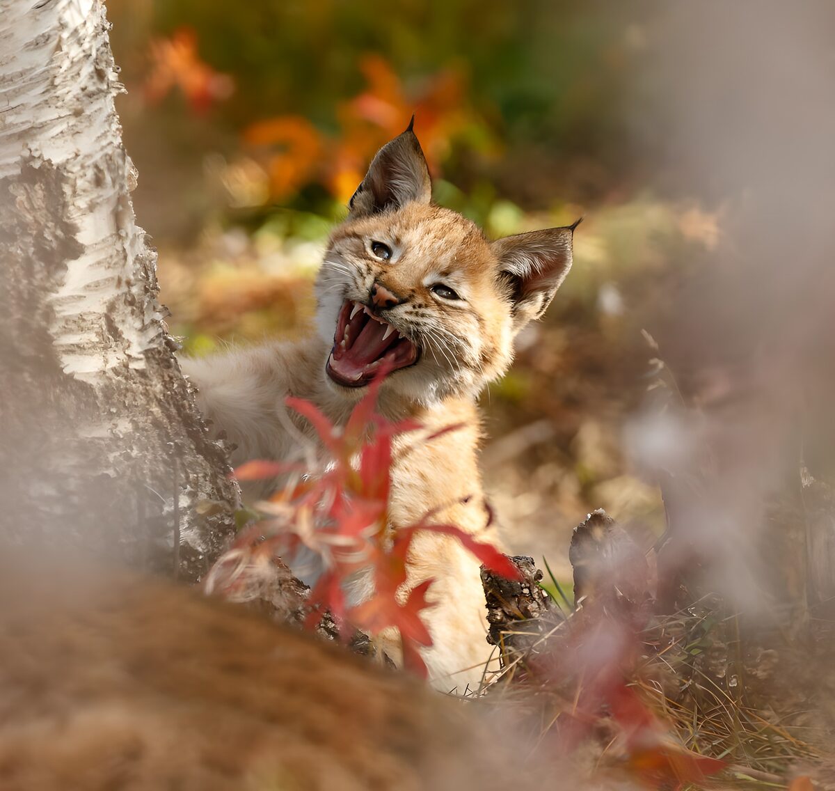 Young lynx yawning among autumn leaves