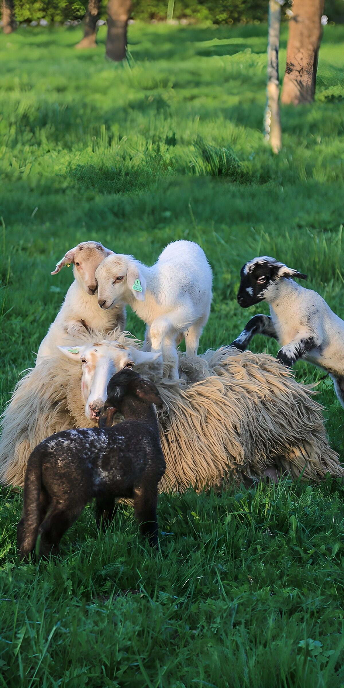 Sheep and lambs in dappled sunshine
