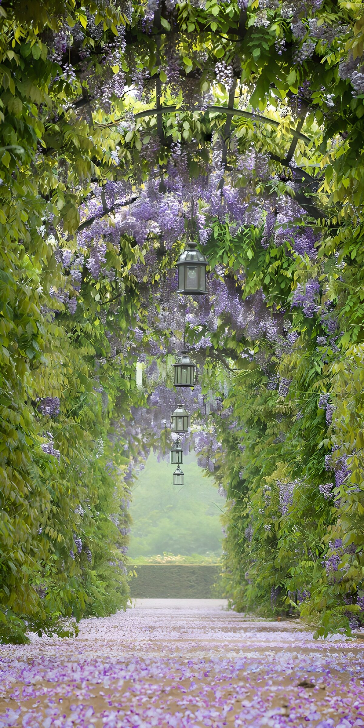 Wisteria arches in dappled light