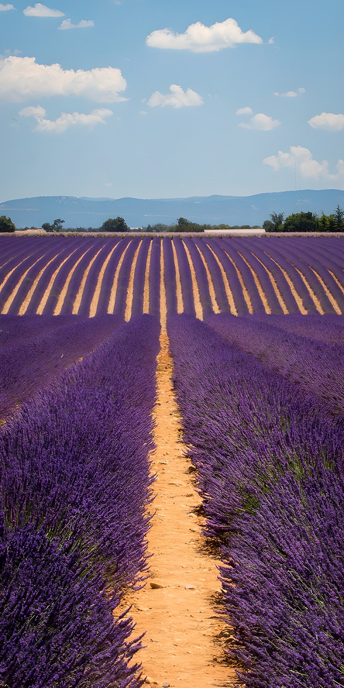 Sunlit lavender rows and distant hills