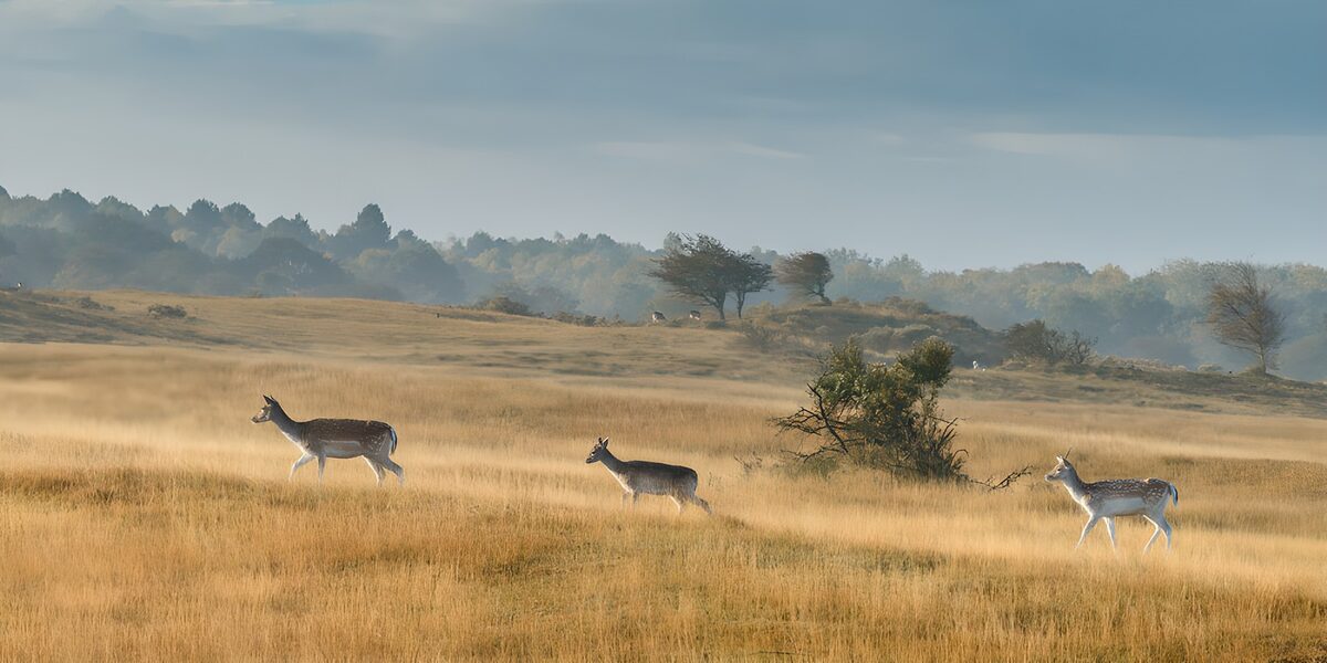 Three fallow deer in golden grass