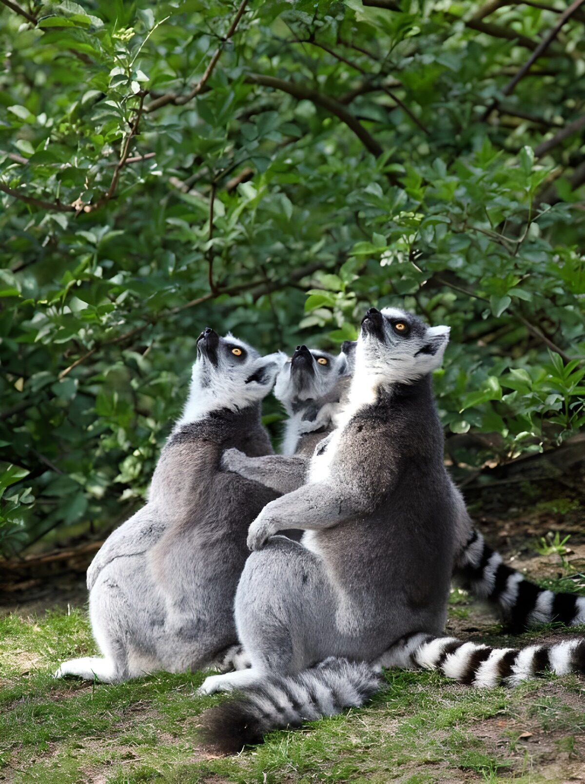 Three ring-tailed lemurs looking skywards