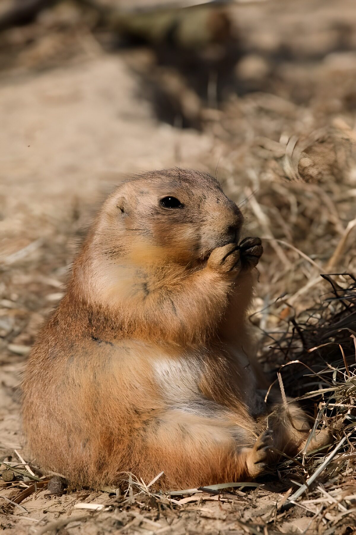 Prairie dog eating in the sunshine