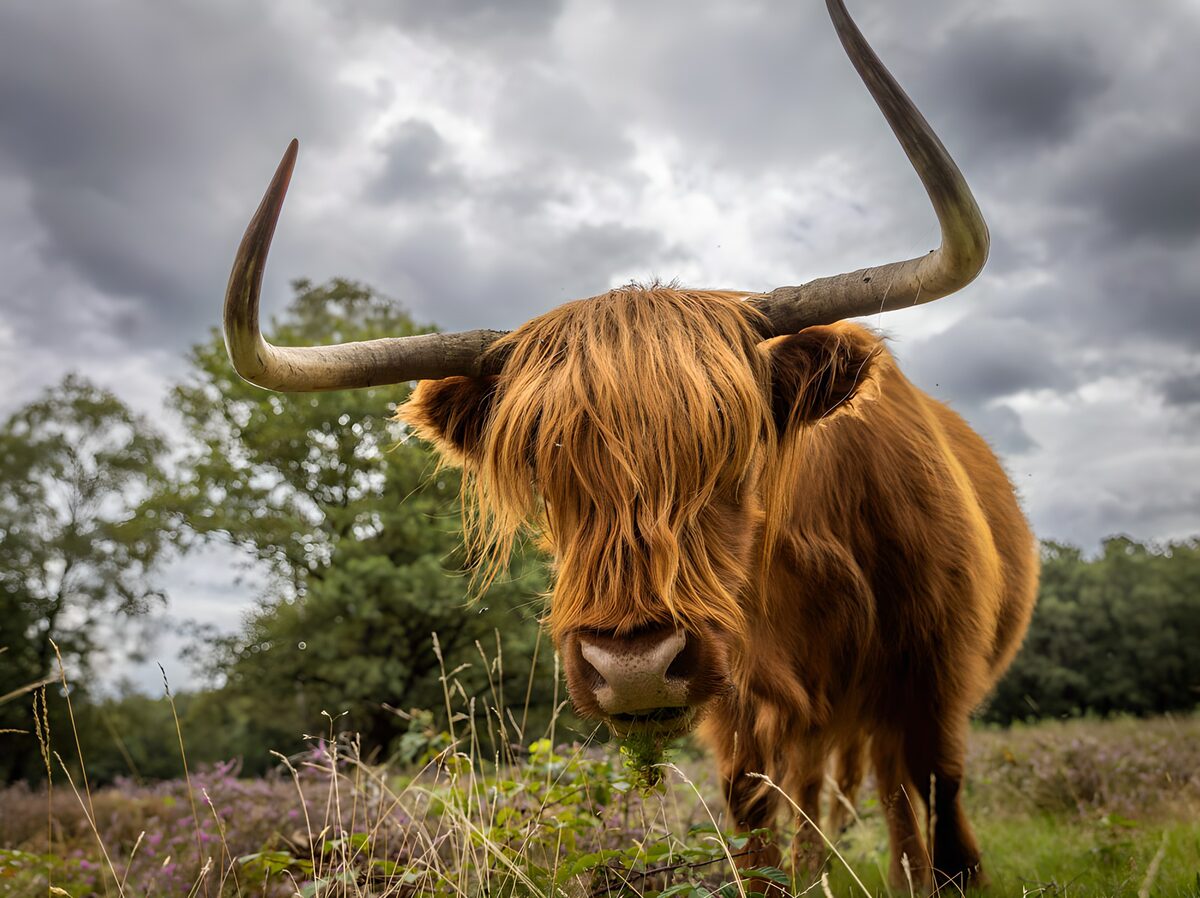 Shaggy Highland cow beneath grey skies