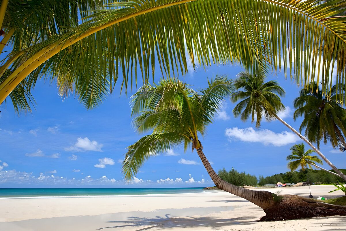 Palm-fringed beach in the sunshine