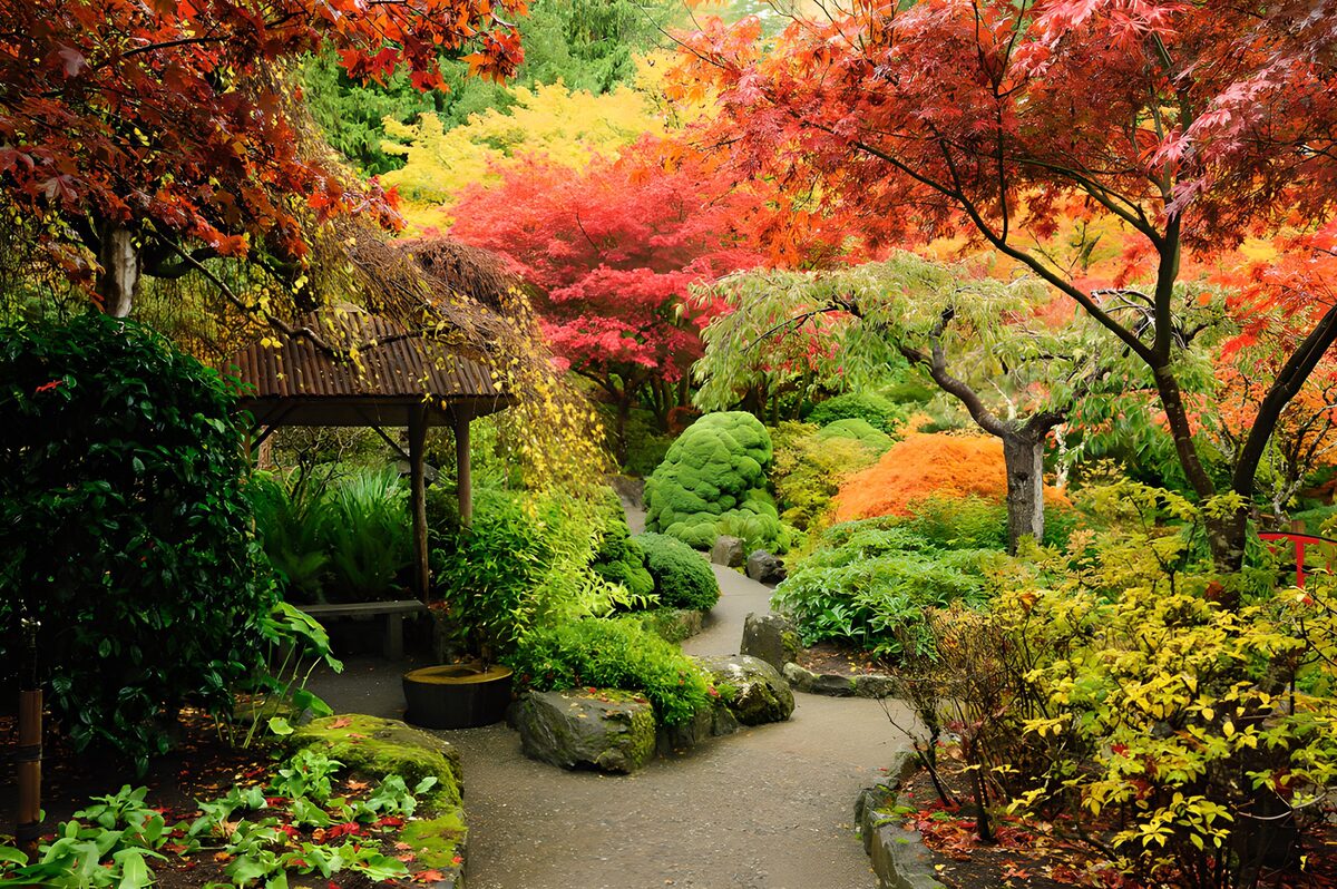 Autumn maples beside a winding garden path