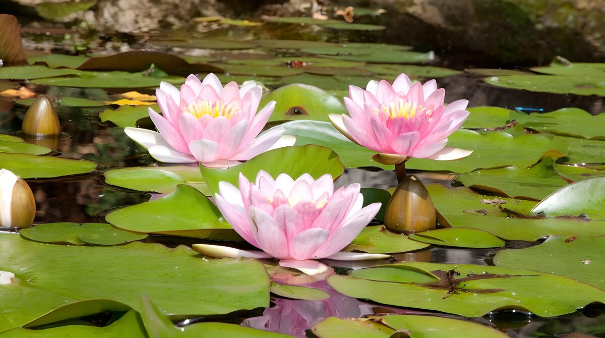Three pink water lilies in the sunshine