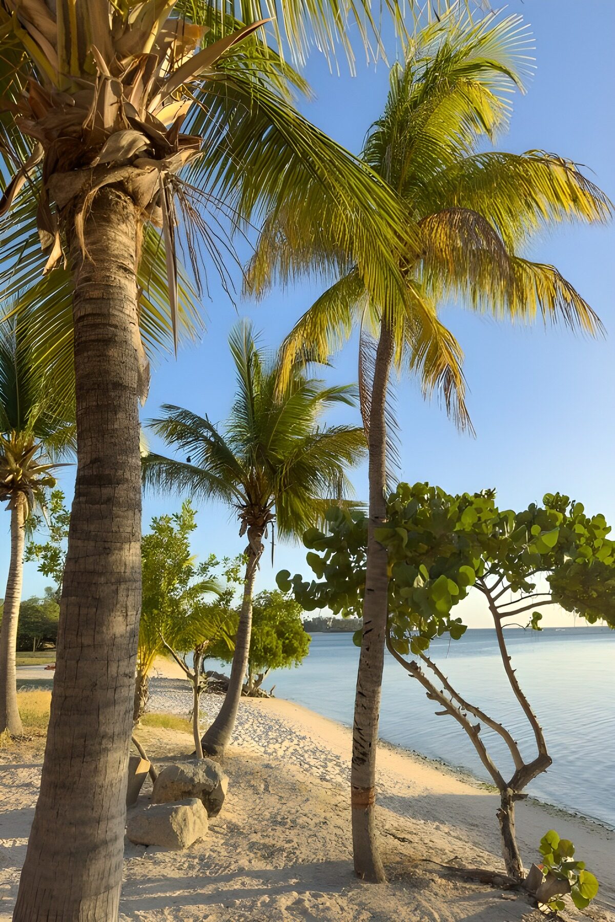 Sunlit palms on a quiet beach