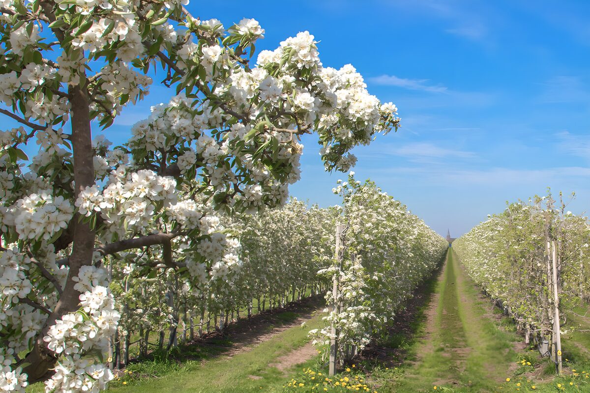 Orchard rows in spring sunshine