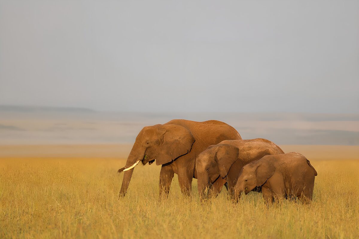 Three elephants together in golden grass